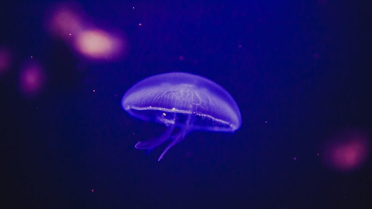 Leading with Vision: My Career in Creative Direction